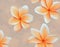 Artistic Rendering of Orange Plumeria Flowers