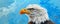 Artistic rendition of a bald eagle on a blue background