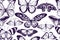 Artistic seamless pattern with morpho menelaus, morpho rhetenor cacica, cethosia biblis, papilio antimachus, alcides