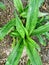 artistic shot of simple long leaf plant with bright green