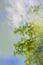 Artistic, Spring background with green leaves, blue sky and special blur effect