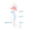 Artistic style anatomical spine vector illustration with conceptual decorative elements. Cervical,thoracic,lumber sections scheme