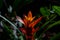 Artistic tropical orange red guzmania flower on dark background with light