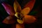 Artistic tropical orange red guzmania flower on dark background with light