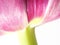 Artistic tulip (Tulipa), macro, (53)