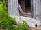 Artistic View of Abandoned Barn With Weeds