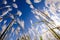 Artistic view looking up at white reeds against a blue sky