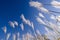 Artistic view looking up at white reeds against a blue sky in autumn