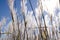 Artistic view of white reeds against a blue sky in a swamp