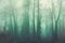 Artistic vintage style photo of a mystierious foggy thick forest