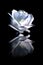 Artistic white rose over black with mirror effect