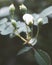 artistic white roses in the garden