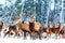 Artistic winter christmas nature image. Winter wildlife landscape with noble deers Cervus Elaphus. Many deers in winter