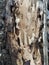 Artistic wood tectona grandis