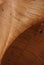 Artistic Wooden Panel Ceiling on Senedd building