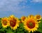 Artistic yellow sunflowers under blue sky in oil paint style