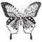 Artistically hand drawn, zentangle stylized butterfly vector, il