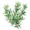 Artistically rendered in watercolor, this sprig of rosemary
