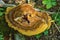 Artistâ€™s Conk â€“ Ganoderma applanatum