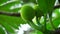 Artocarpus camansi Also breadnut, Moraceae, breadfruit, Artocarpus altilis, seeded breadfruit, Breadnut fruits, Kluwih on the tr