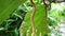 Artocarpus camansi Also breadnut, Moraceae, breadfruit, Artocarpus altilis, seeded breadfruit, Breadnut fruits, Kluwih on the tr