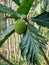 Artocarpus camansi kluwih hanging on the tree