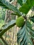 Artocarpus camansi kluwih hanging on the tree