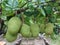 Artocarpus heterophyllus - jackfruit