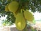 Artocarpus heterophyllus jackfruit