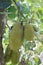 Artocarpus heterophyllus Lam,Jackfruit