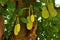 Artocarpus integer, jackfruit also commonly known as cempedak