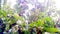 Artocarpus lacucha badahar monkey fruits