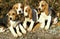 Artois Hound, Puppies sitting