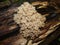 Artomyces pyxidatus - The Candelabra Coral. Artomyces pyxidatus coral fungus on wood log