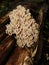 Artomyces pyxidatus - The Candelabra Coral. Artomyces pyxidatus coral fungus on wood log