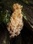 Artomyces pyxidatus - The Candelabra Coral. Artomyces pyxidatus coral fungus on wood log