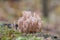 Artomyces pyxidatus wild mushroom. Crown coral or crown-tipped coral fungus.