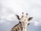 Arts and abstract of tall giraffe photography with sky. imperfect shot. copy space provided.