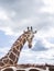 Arts and abstract of tall giraffe photography with sky. imperfect shot. copy space provided.