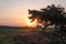 Arts Warm sunset and Grassland tree silhouette
