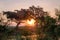 Arts Warm sunset and Grassland tree silhouette