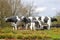 Artwork of Dutch cows in a meadow, Eemnes, Netherlands