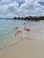 Aruba beach with pink flamingos at the beach, flamingo at the beach in Aruba Island Caribbean