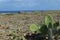 Aruba desert meets ocean with cactus