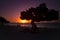 Aruba divi divi tree at sunset