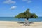 Aruba Divi Divi Trees with White Sand Beach