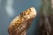 Aruba island rattlesnake closeup of head with eye staring at viewer