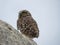 Aruba Owl