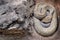 Aruba Rattesmake, Crotalus durissus unicolor, with grey stone in the nature habitat. Venomous pitviper species found only on the