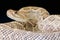 Aruba rattlesnake / Crotalus durissus unicolor